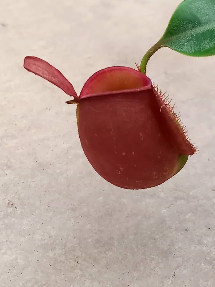 Amazon.co.jp: ！ アンプラリアレッド ウツボカズラ 食虫植物